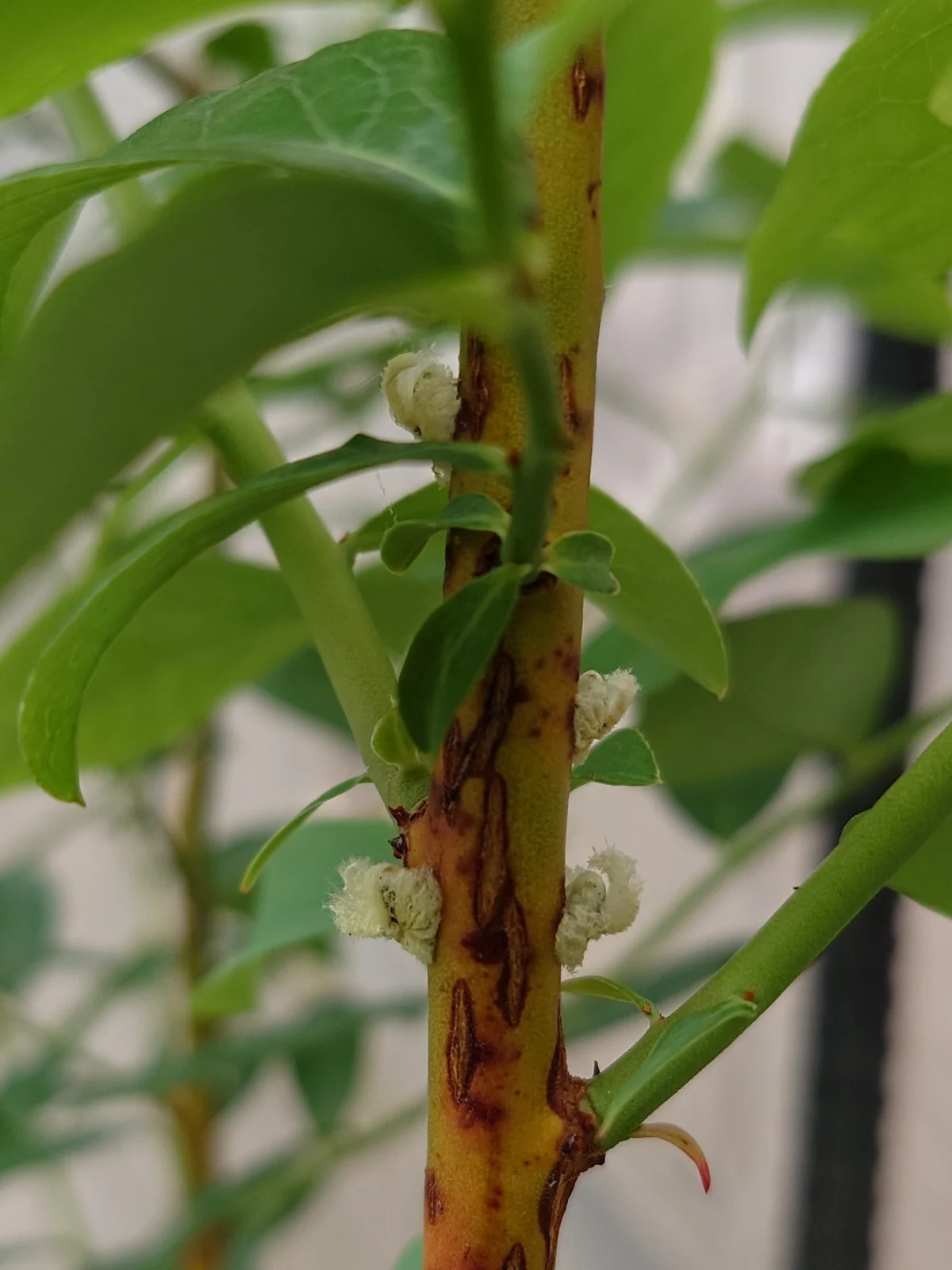 ブルーベリー　ハゴロモ 系　害虫　幼虫