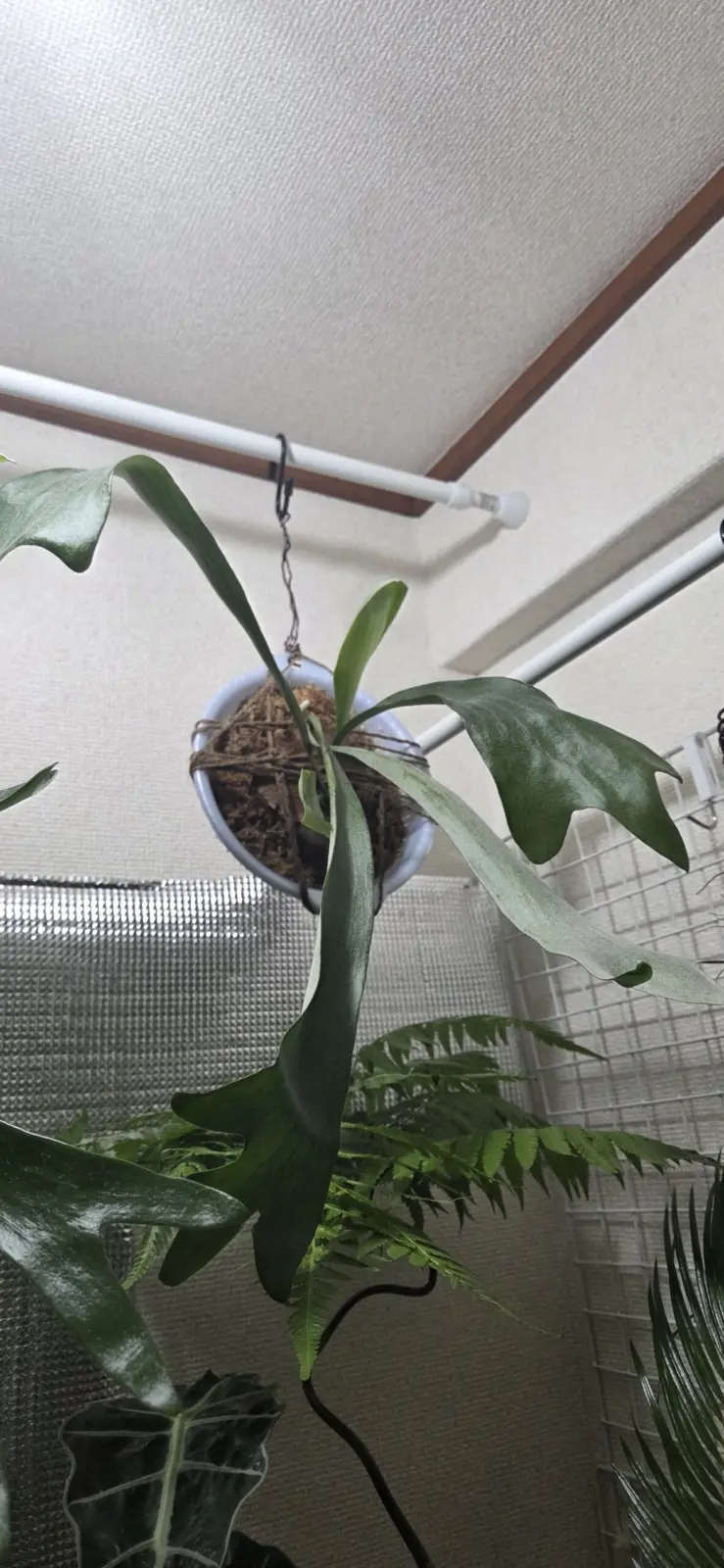 ビカクシダ　ネザーランド