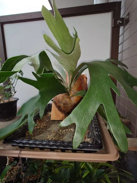 ビカクシダ　アルシコルネ