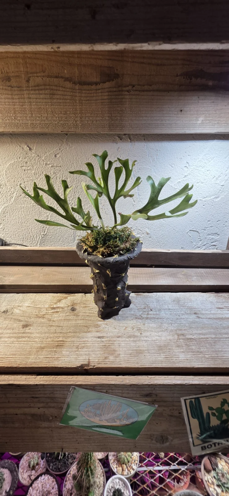 ビカクシダ – Plants Navi