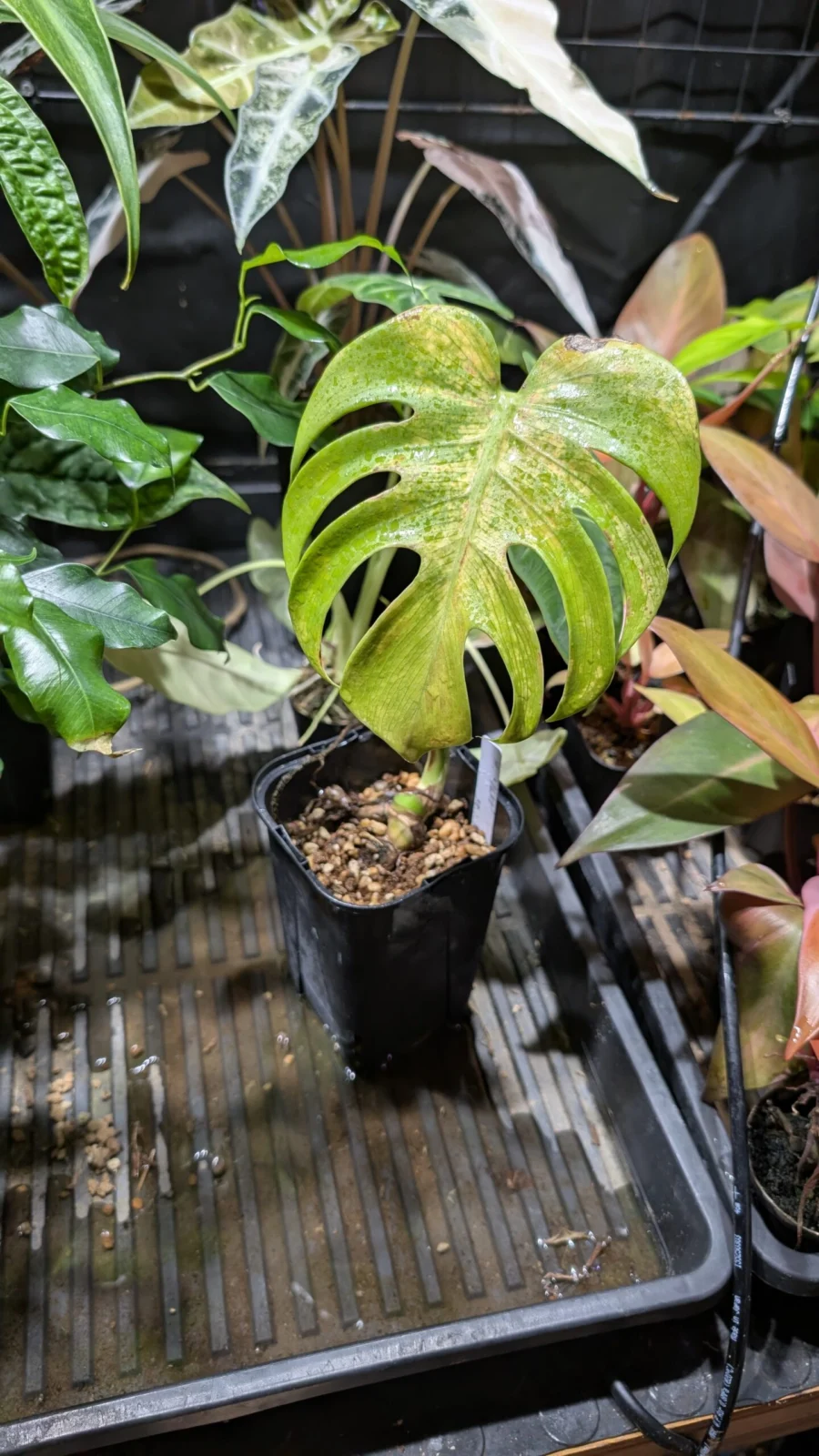 モンステラ　福助