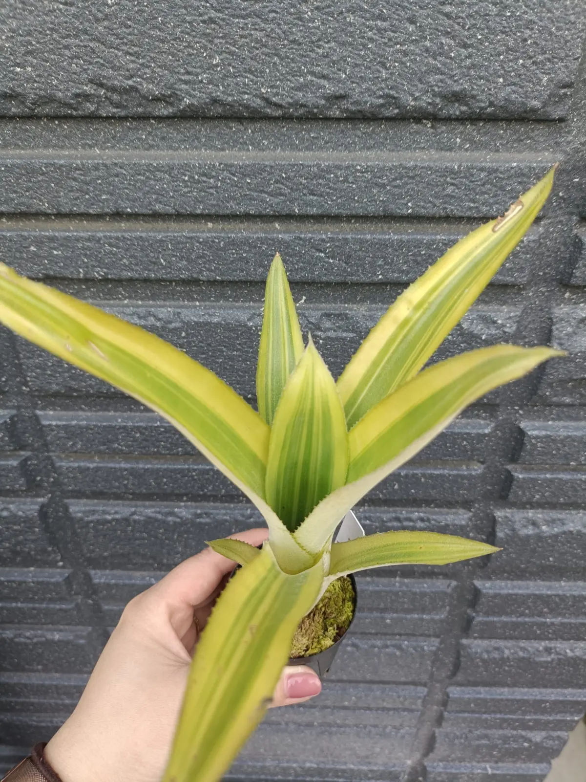 エクメア　コマタ　マコヤナ