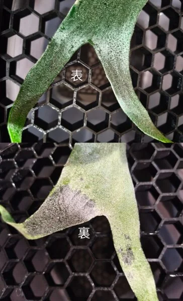 ビカクシダ フーンシキ 胞子培養 褐斑細菌病 病気