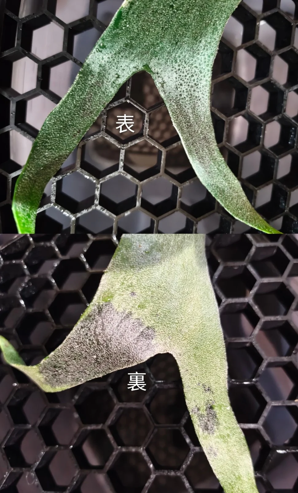 ビカクシダ フーンシキ 胞子培養 褐斑細菌病 病気