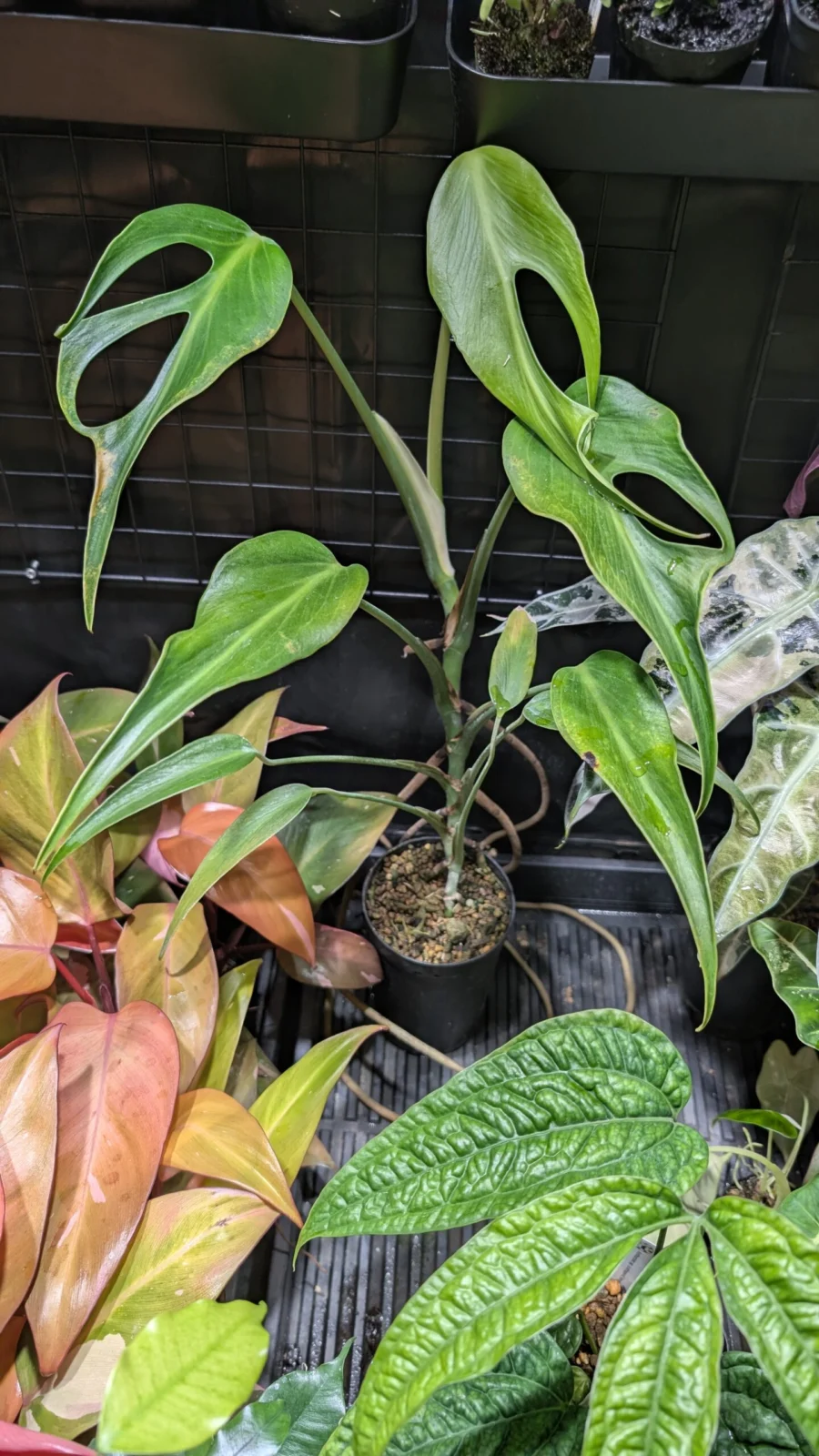 モンステラ　バールマルクスフレーム