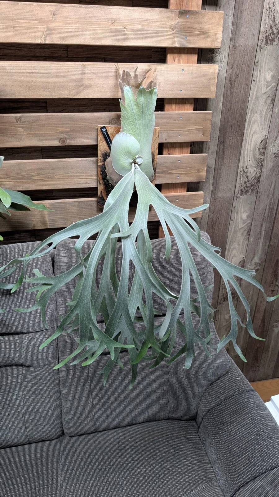 横浜　ビカクシダ　モンキーノース　ハイシールド