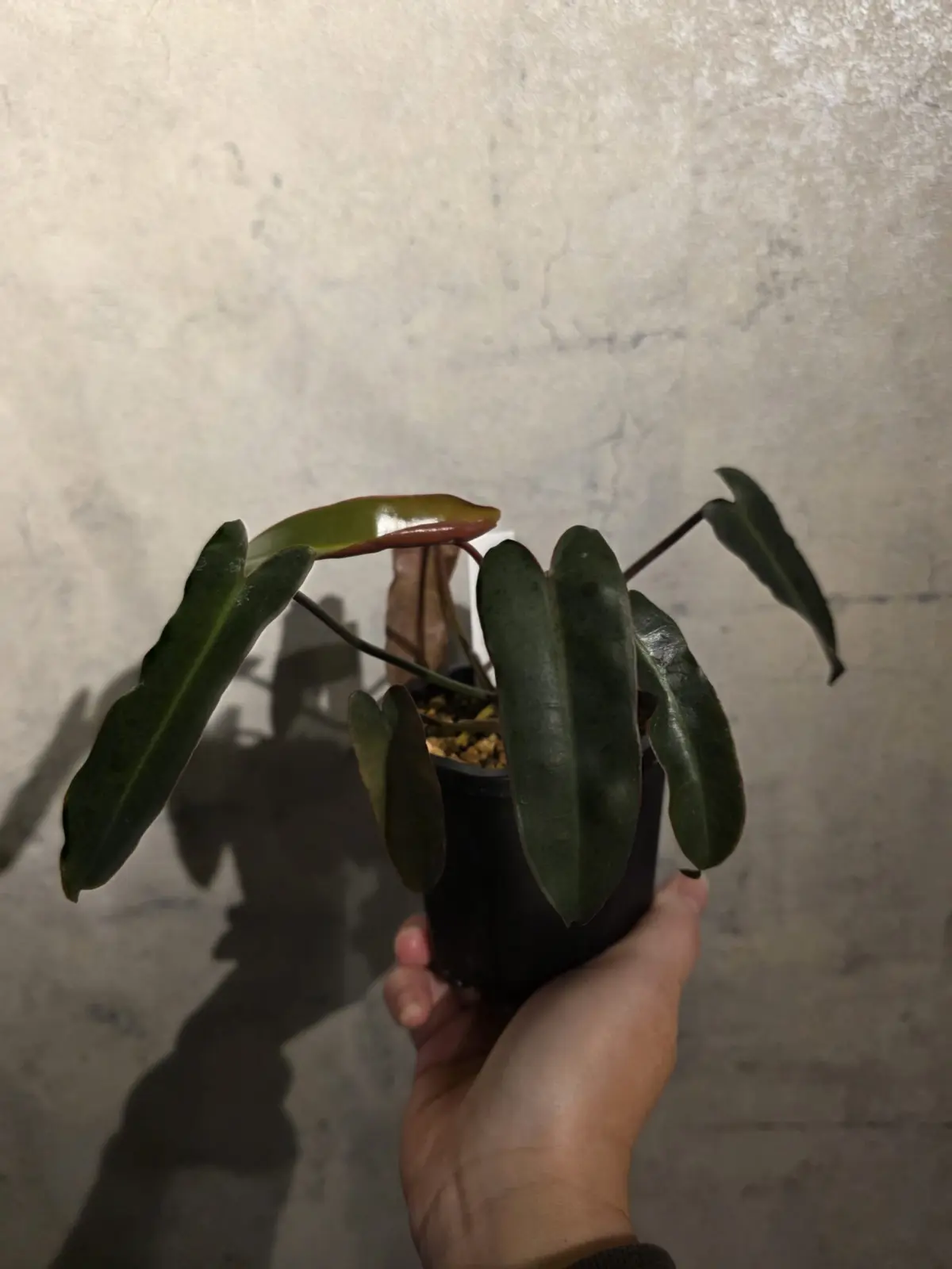 フィロデンドロン ブラックビレッタエ