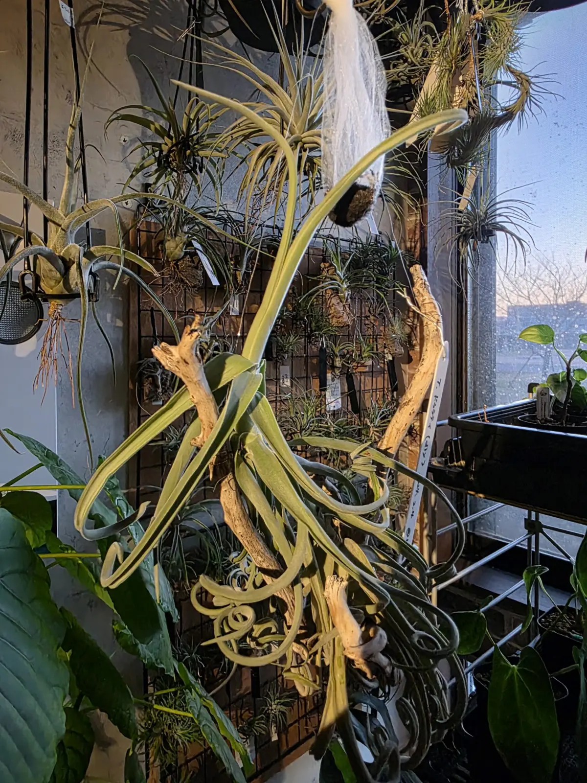 ティランジア ドゥラティ