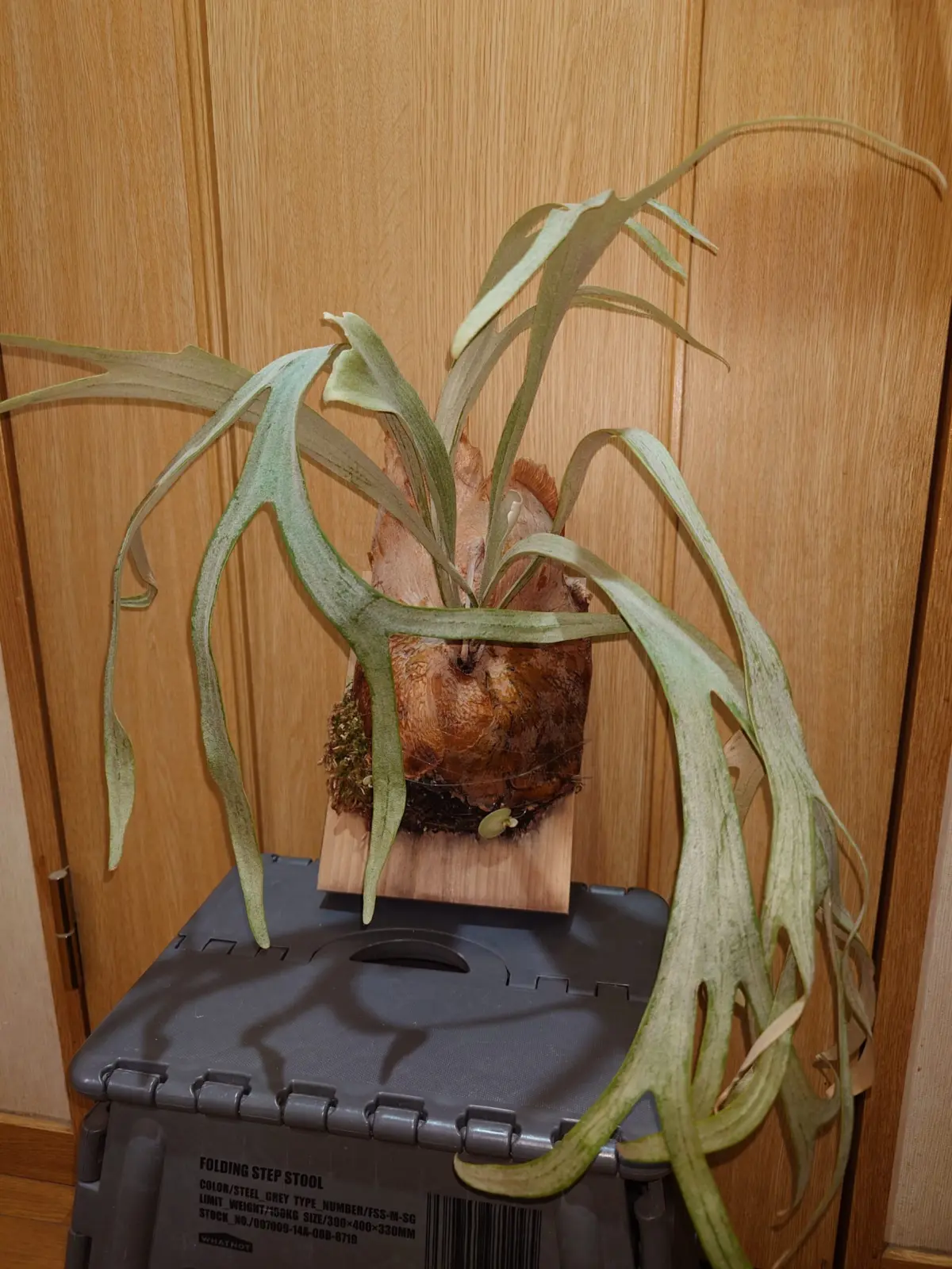 ビカクシダ　MW9