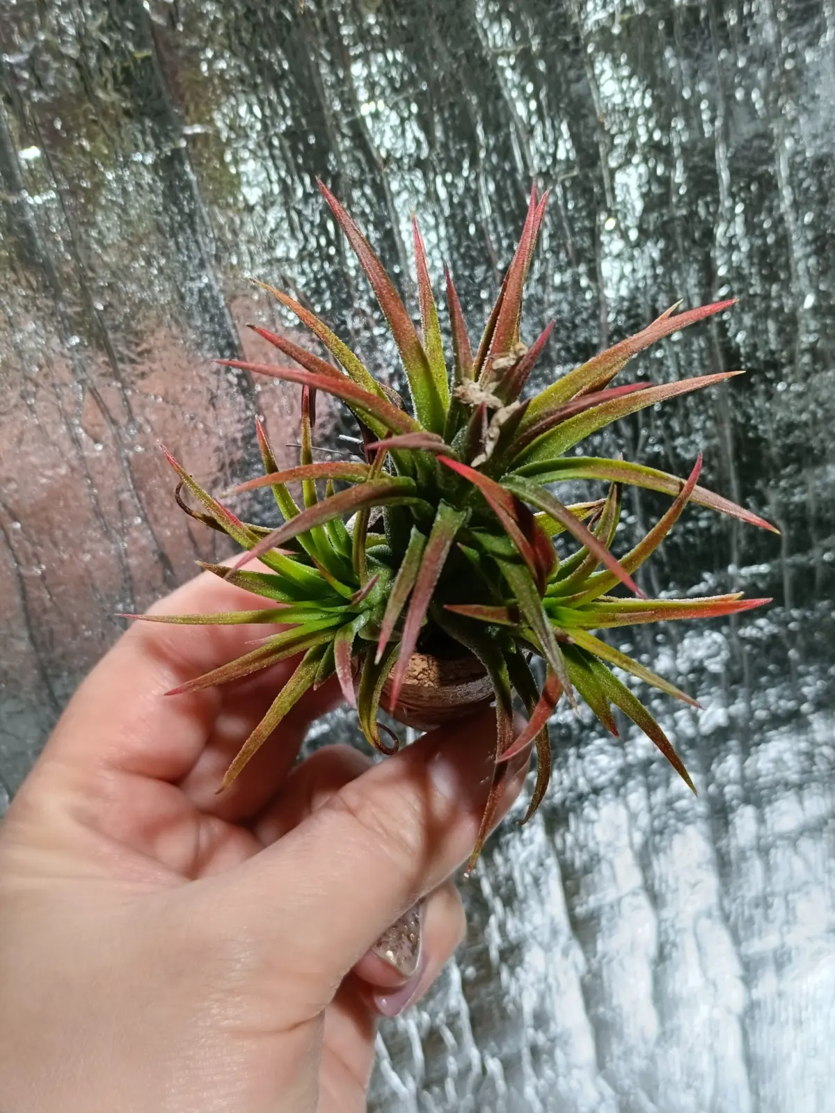 ティランジア　イオナンタ　ビーラー