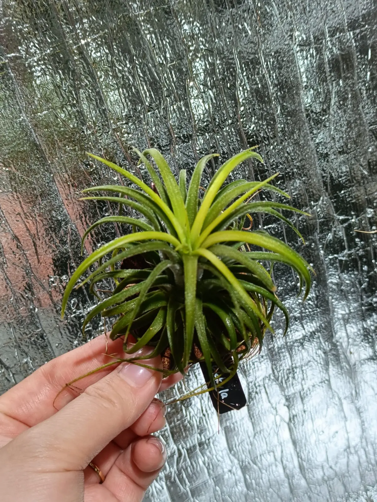 ティランジア　イオナンタ