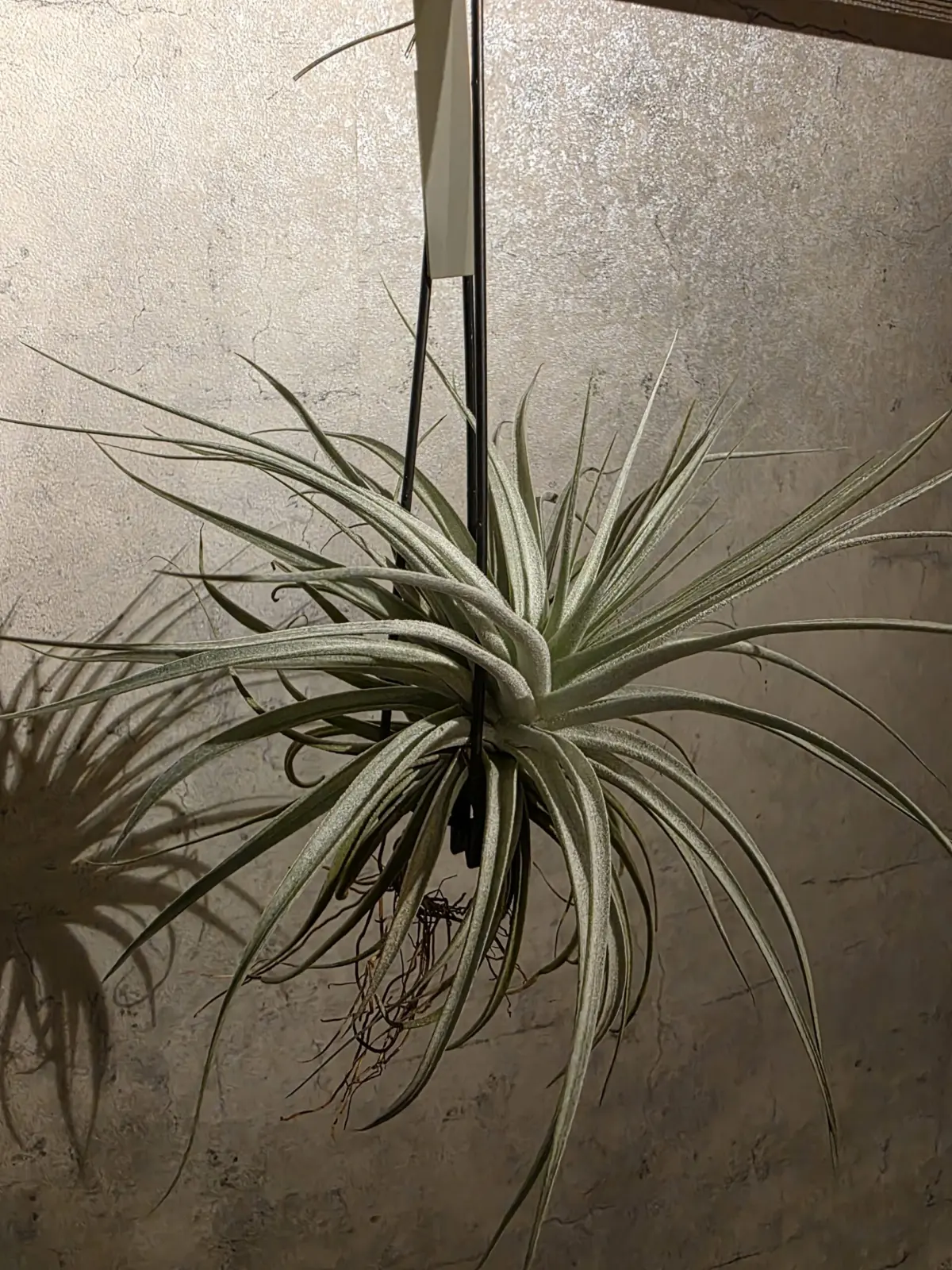 ティランジア　品種不明