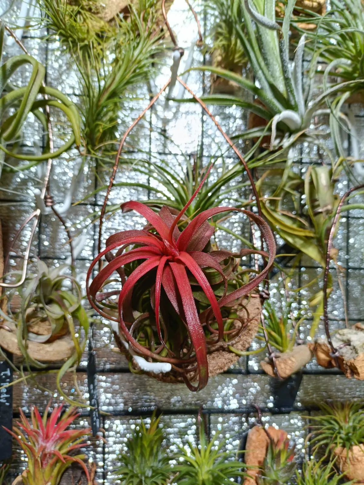 ティランジア　イオナンタロン×ストレプトフィラ