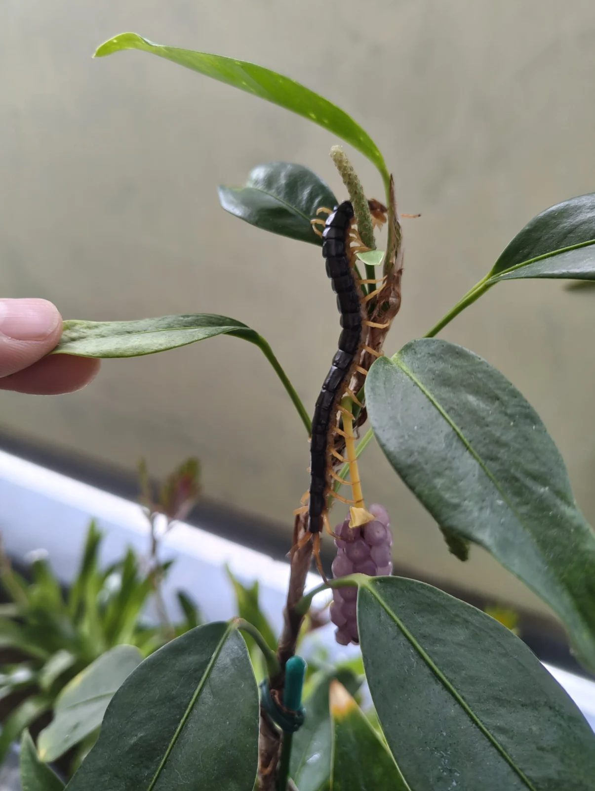アンスリウム スカンデンス ムカデ 害虫