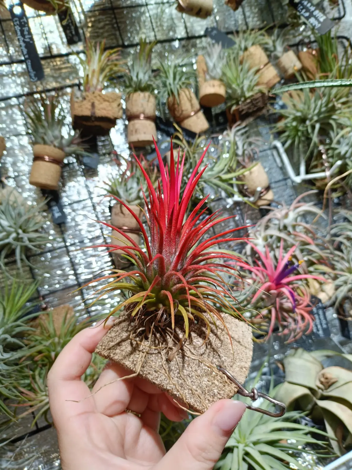 ティランジア イオナンタ