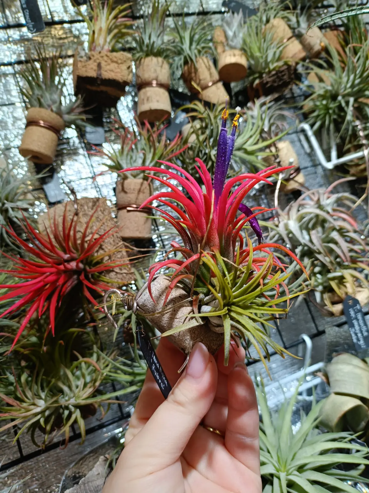 ティランジア イオナンタ ルブラ