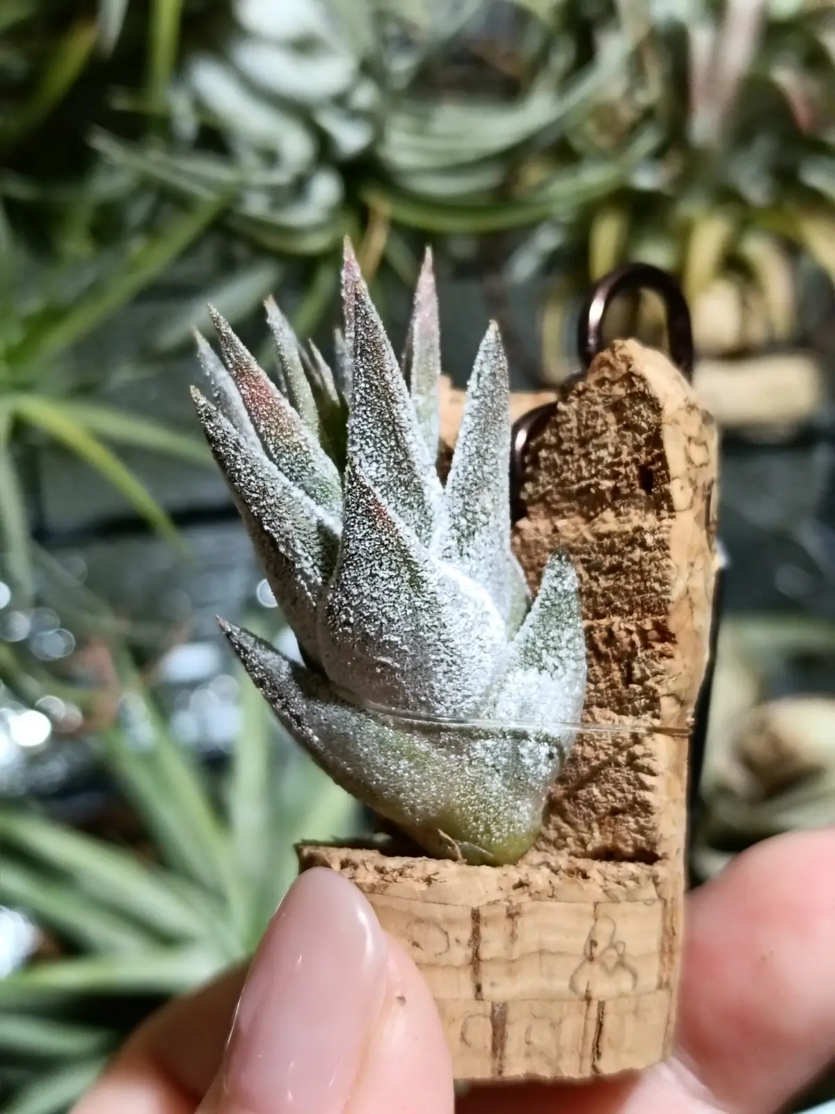 ティランジア イオナンタ バンハイニンギー サキュレントフォーム