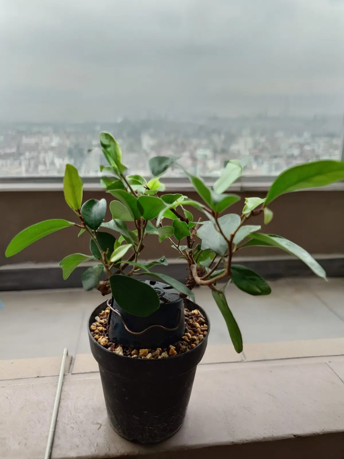 ガジュマル　挿し穂　曲げ木　ダサイ