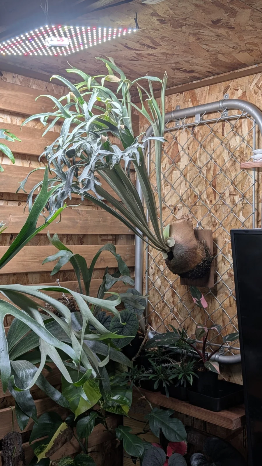 ビカクシダ　キヨヒメ