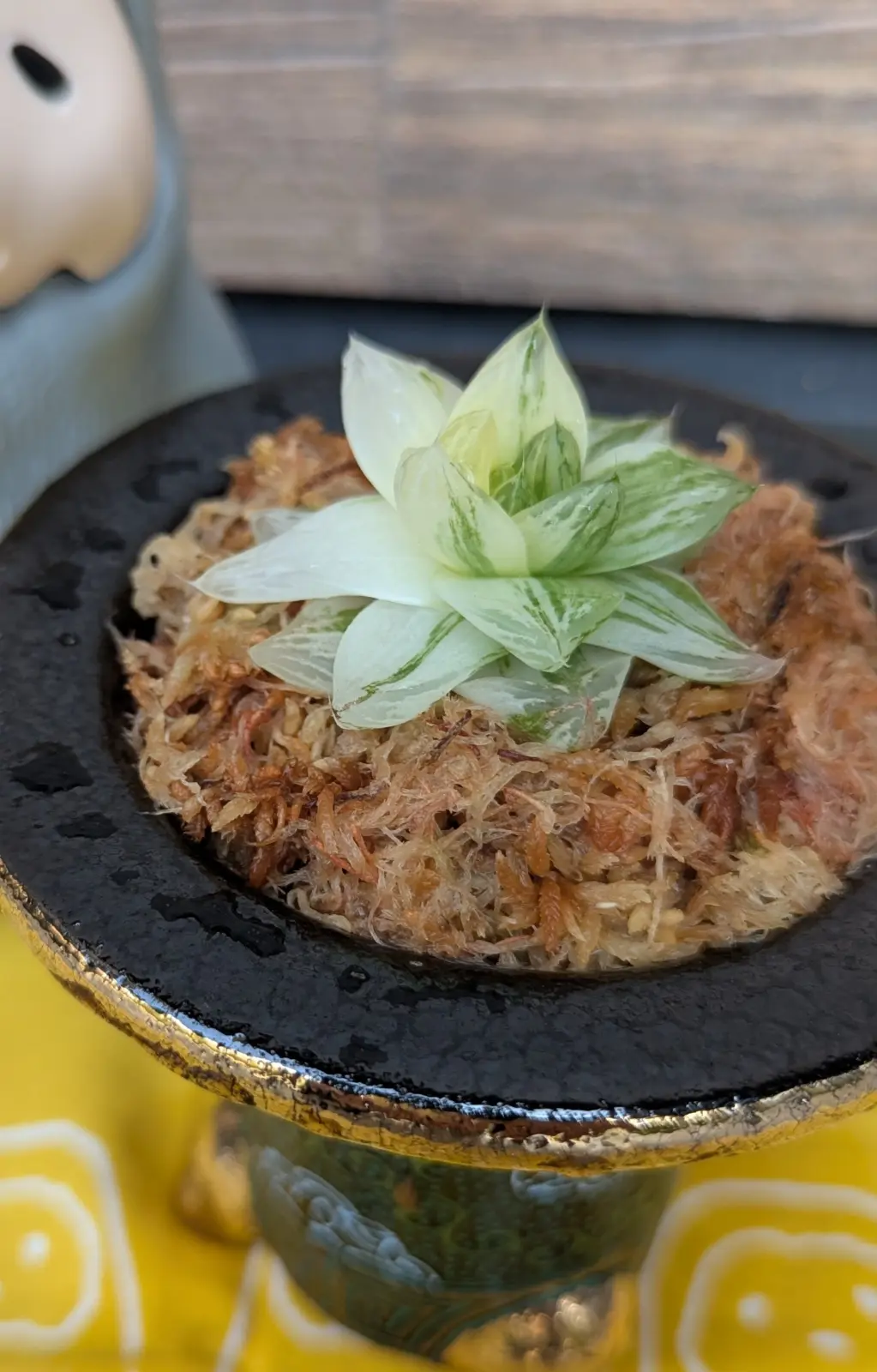 ハオルチア　京の華　錦　多肉植物