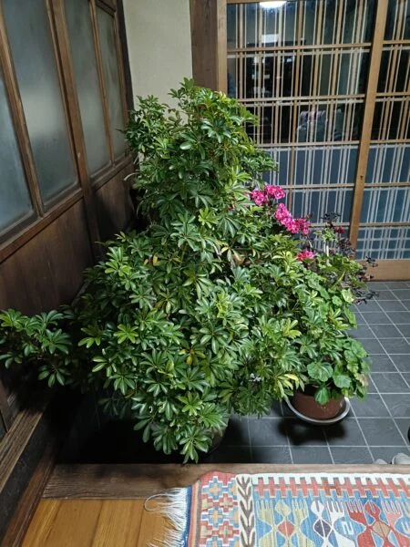 シェフレラ　巨大