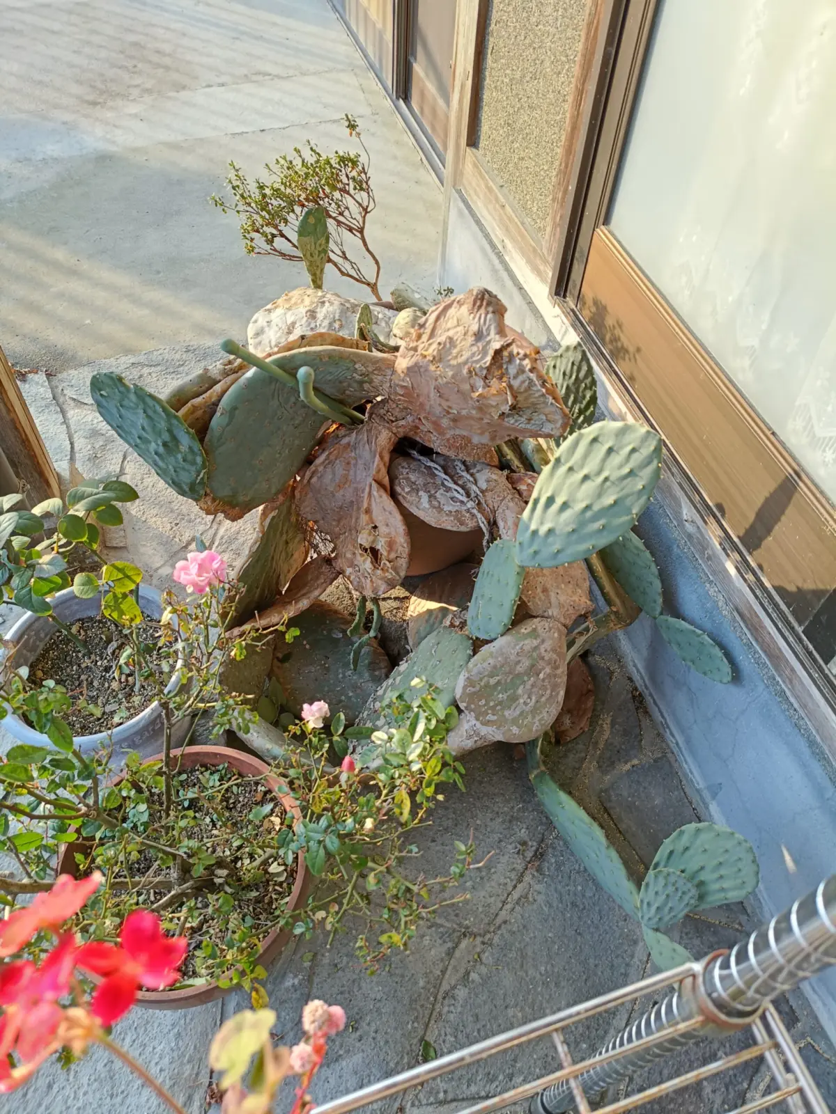 ウチワサボテン　放置