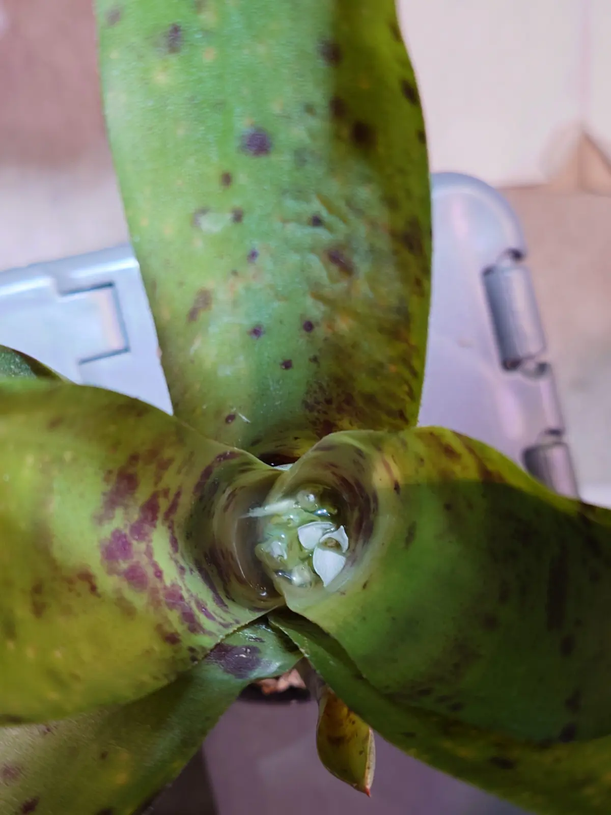 ネオレゲリア　ブルーベリーマフィン#1 花