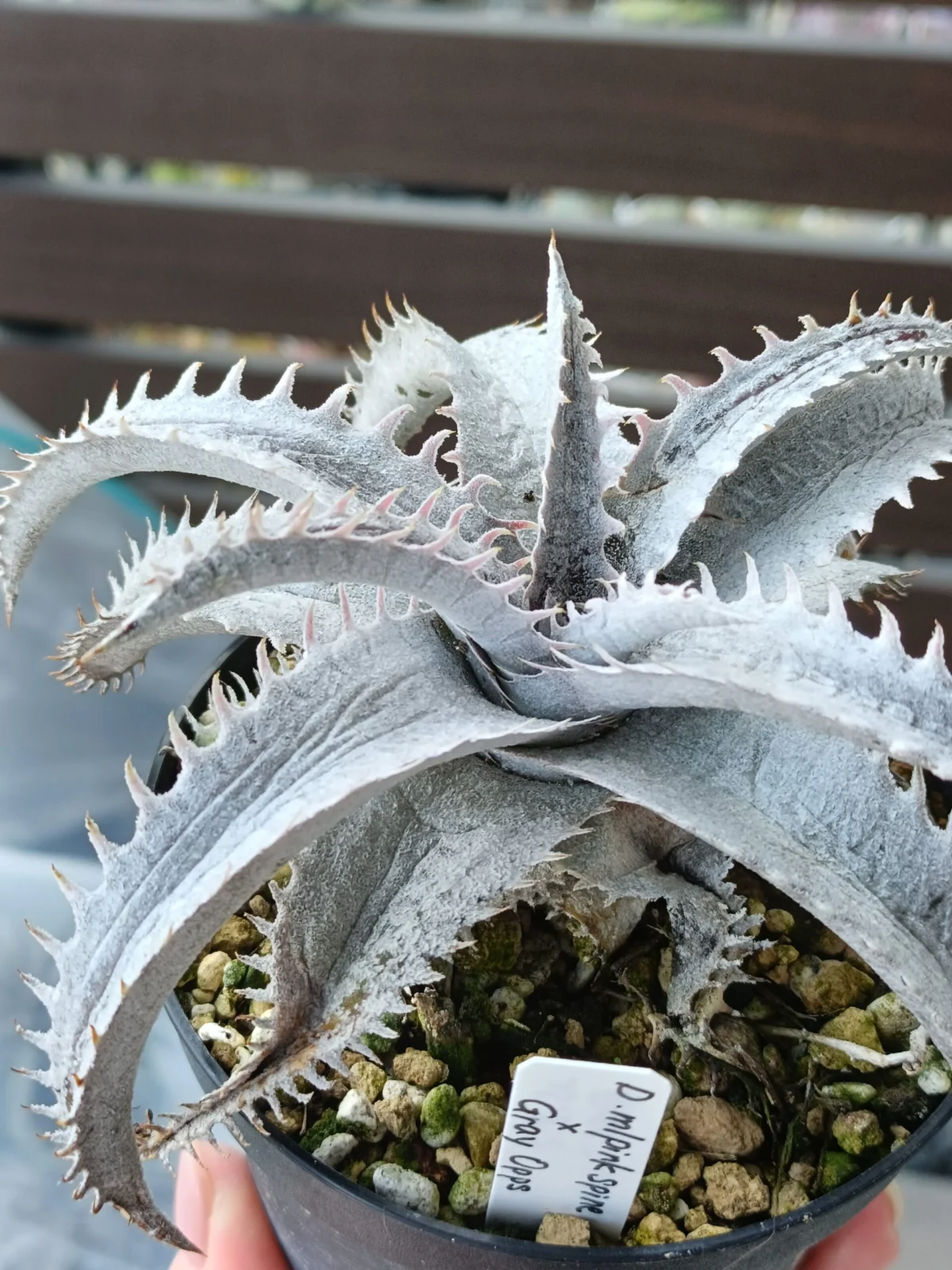 ディッキア　マルニエルラポストレイピンクスパイン×グレイオプス