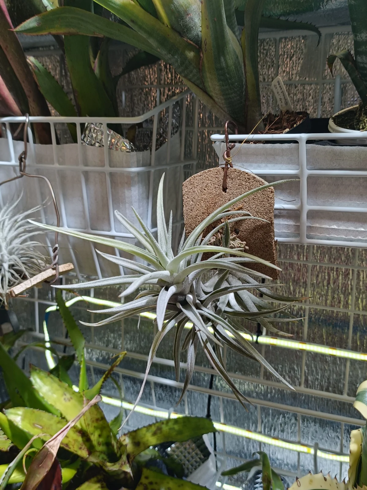 ティランジア　ハリシー