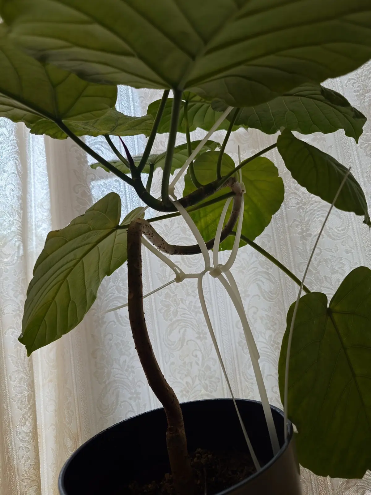 ウンベラータ　曲げ木中　ダサイ