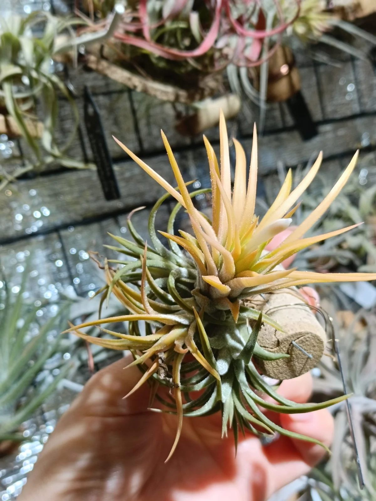 ティランジア　イオナンタ　ドゥルイド