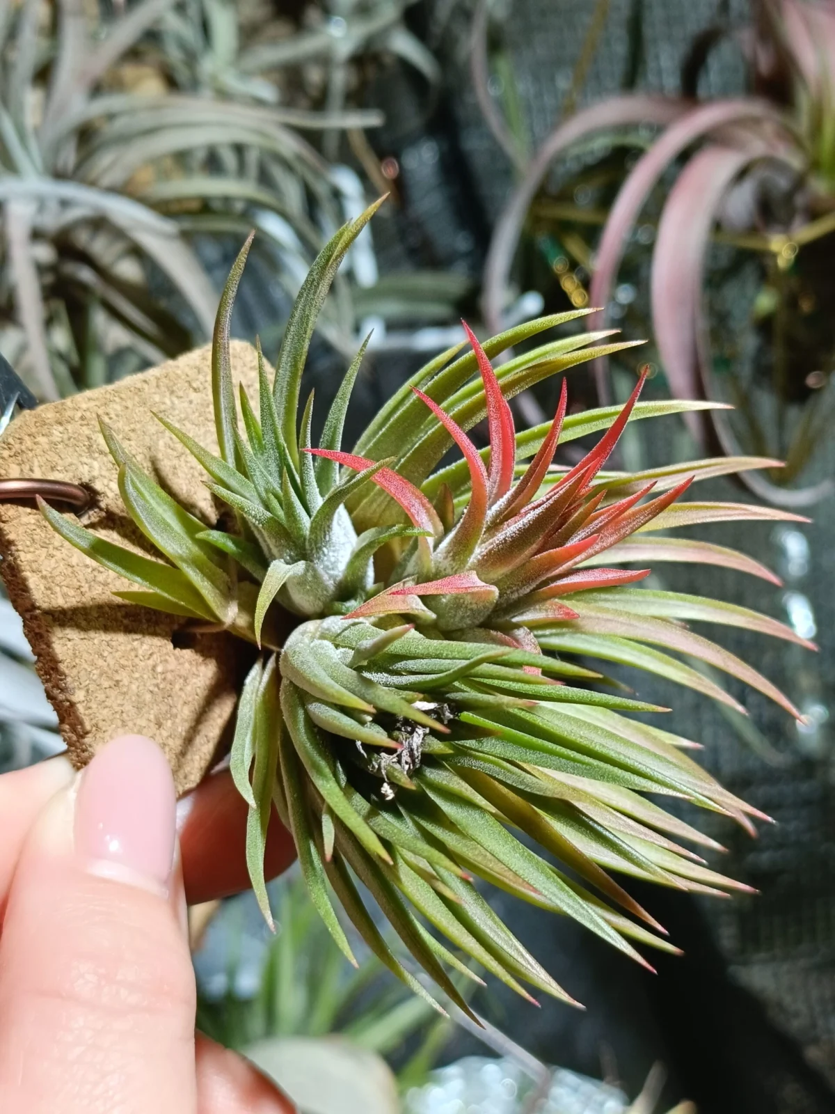 ティランジア　イオナンタ　エボリューション