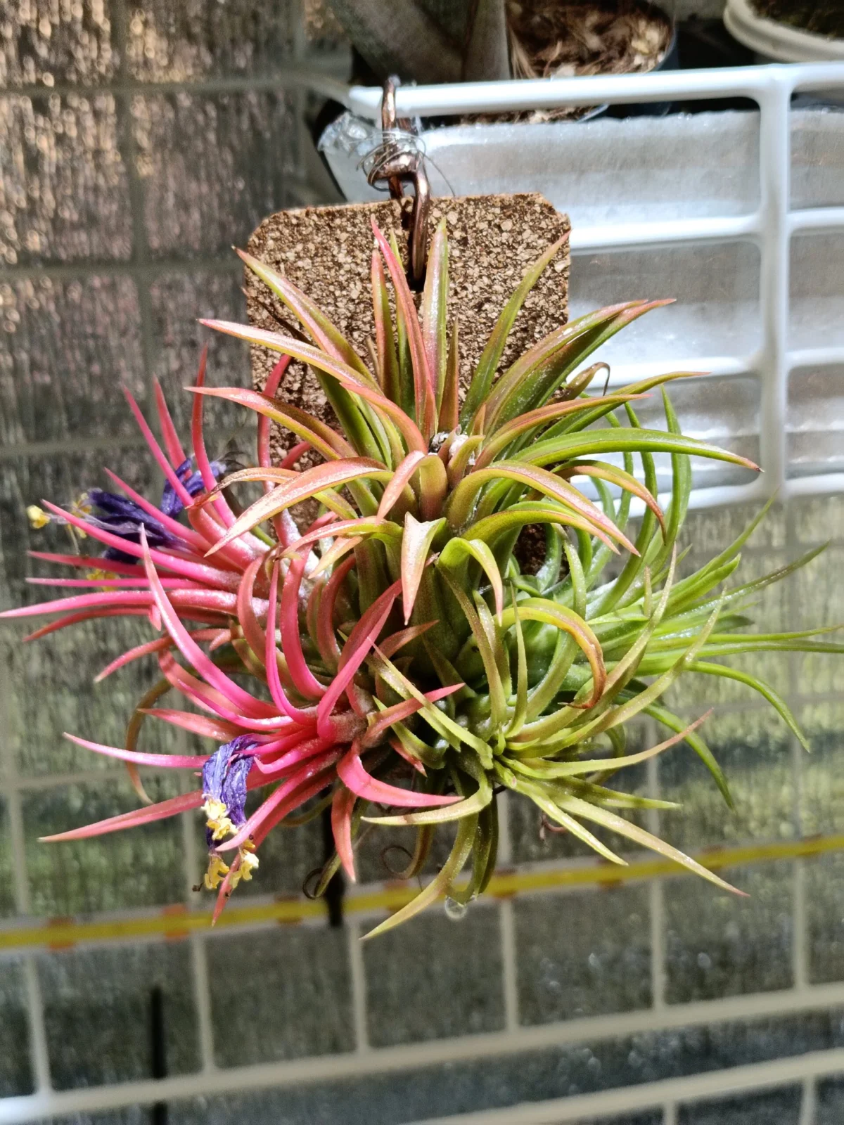 ティランジア　イオナンタ　バリエガータ