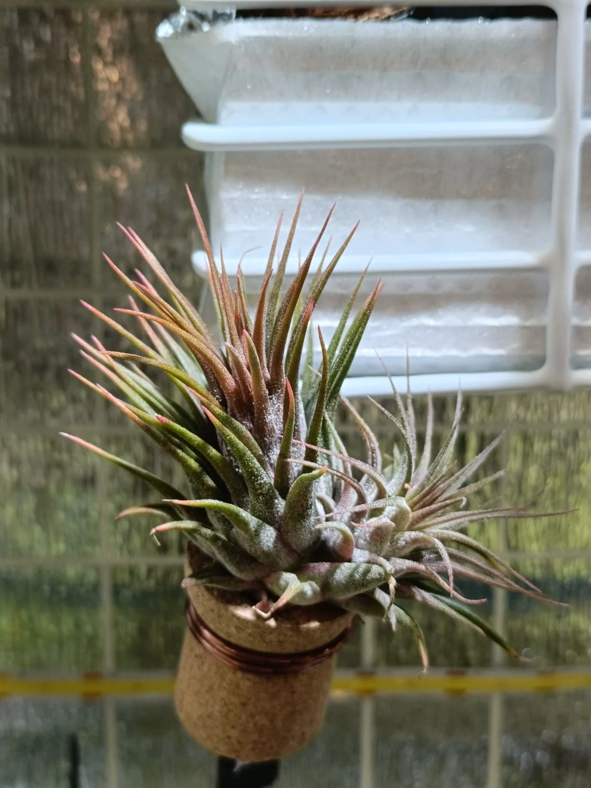 ティランジア　イオナンタ　ロシータ