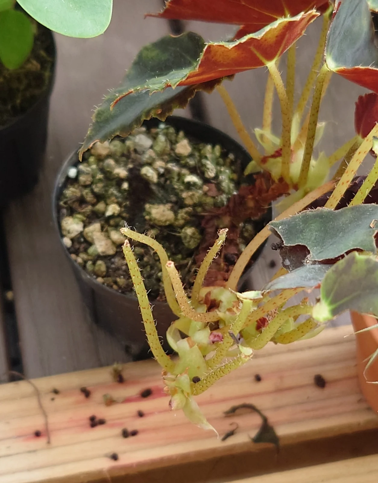 ベゴニア ニグリカンス 害虫被害