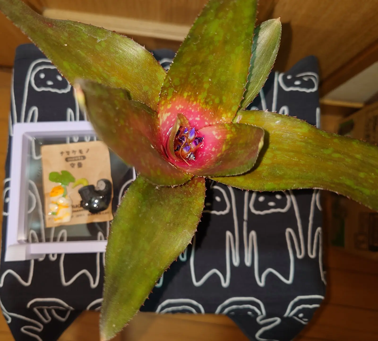 ネオレゲリア　ピグレット　花