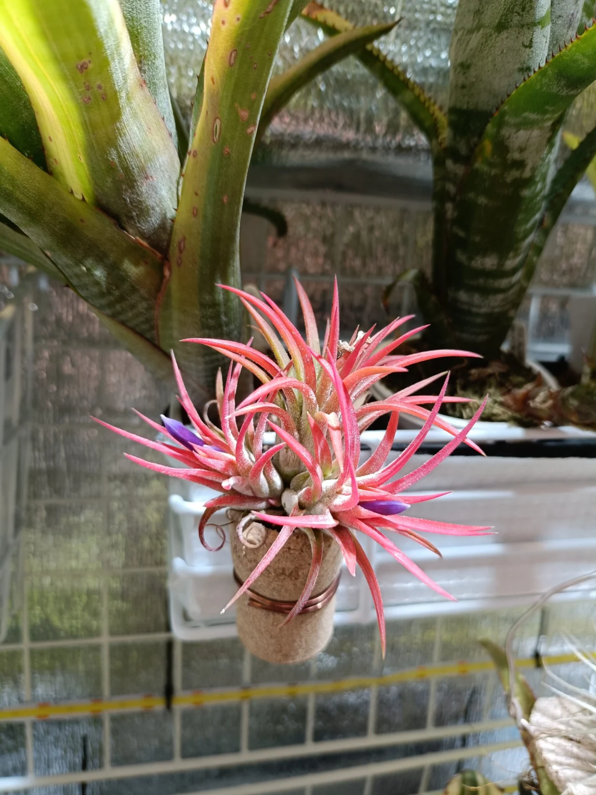 ティランジア　イオナンタ　ビーラー