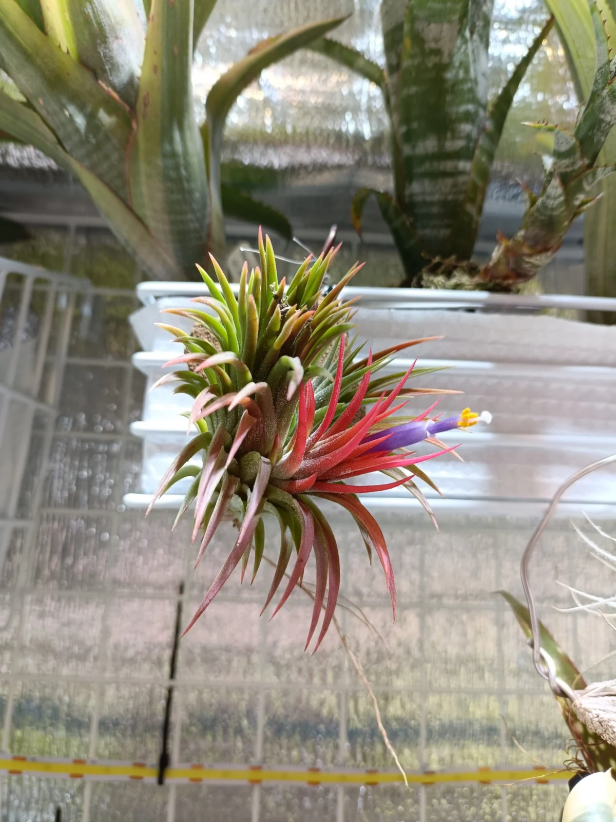 ティランジア　イオナンタ　エボリューション