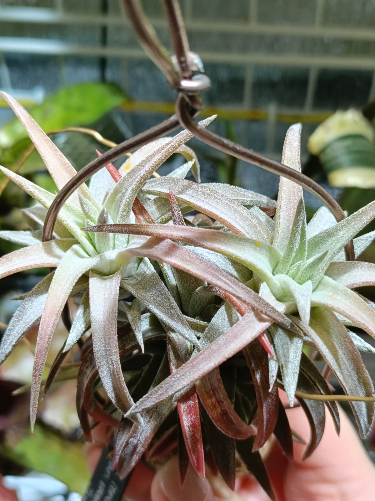 ティランジア　バンハイニンギー　ジャンボ