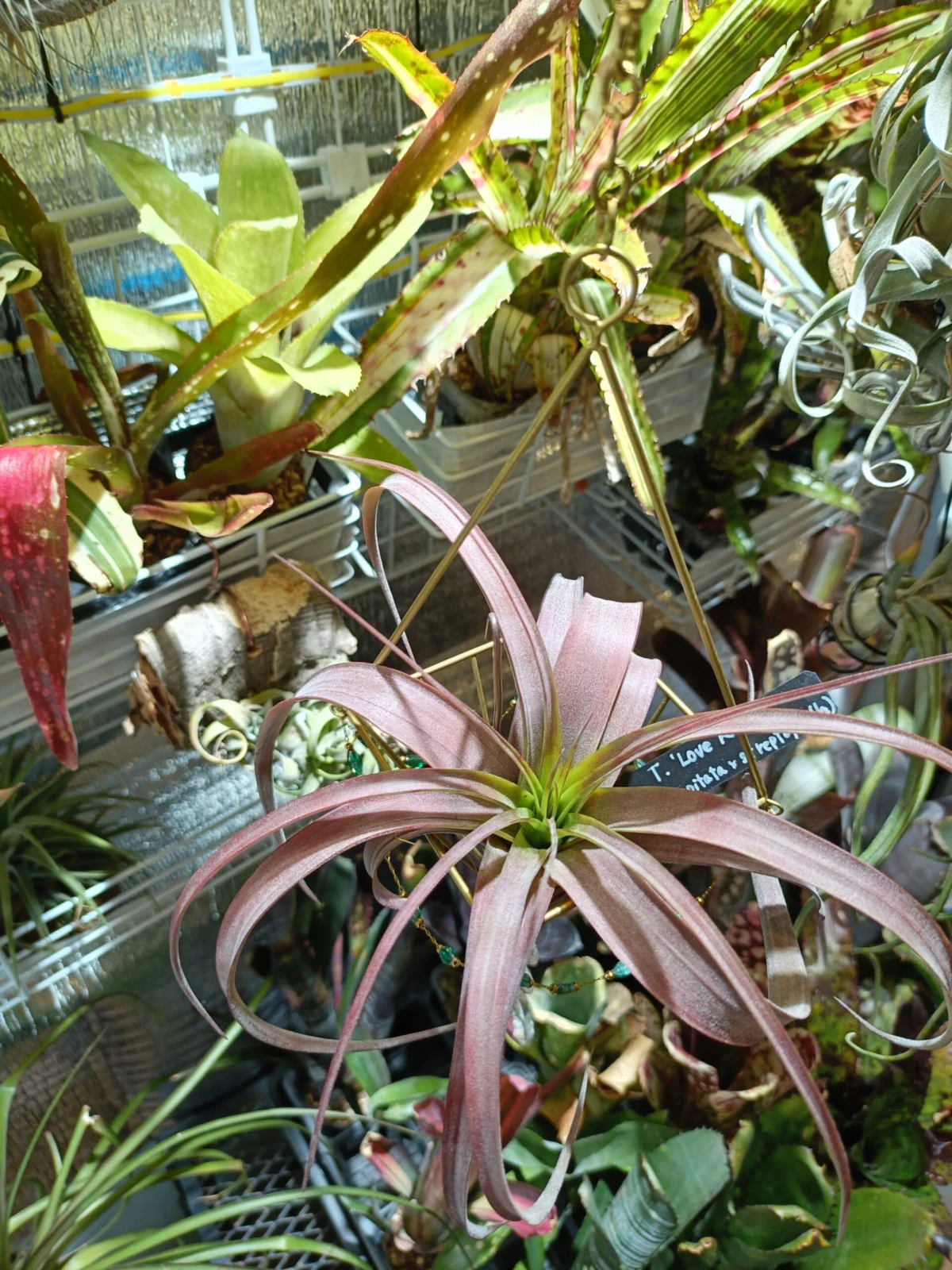 ティランジア　ラブノット