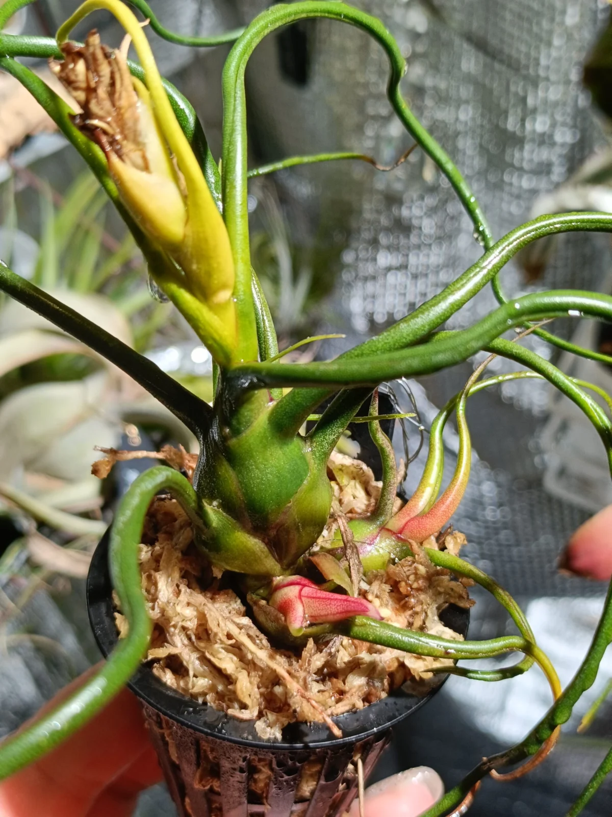 ティランジア　ブルボーサ　神楽　子株