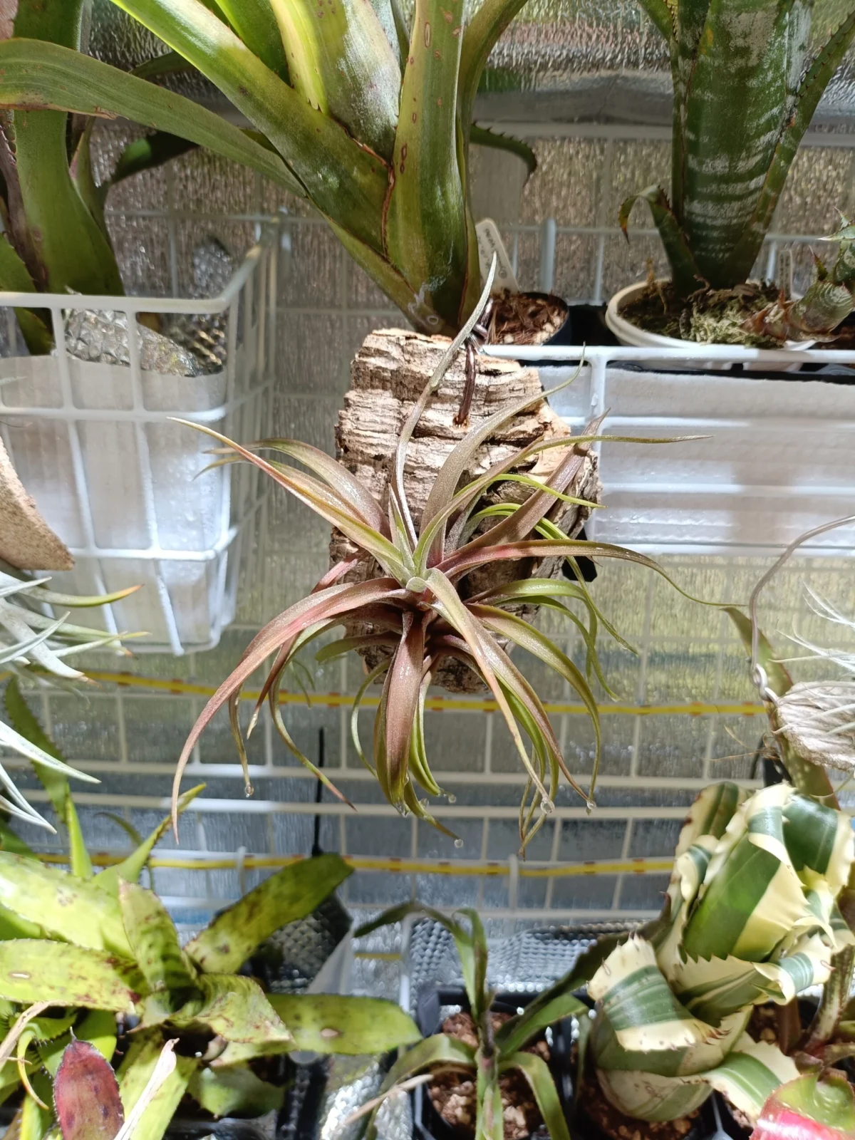 ティランジア　ノバキー