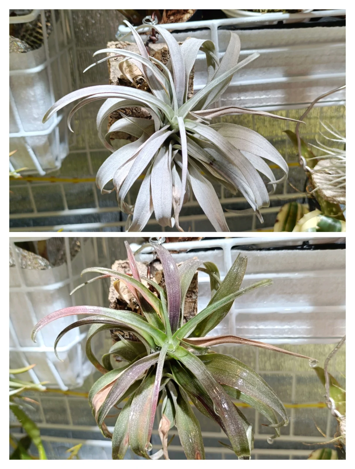 ティランジア カピタータ イエロースター 葉焼け