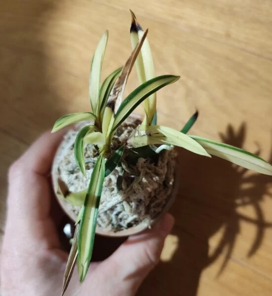 フウラン
