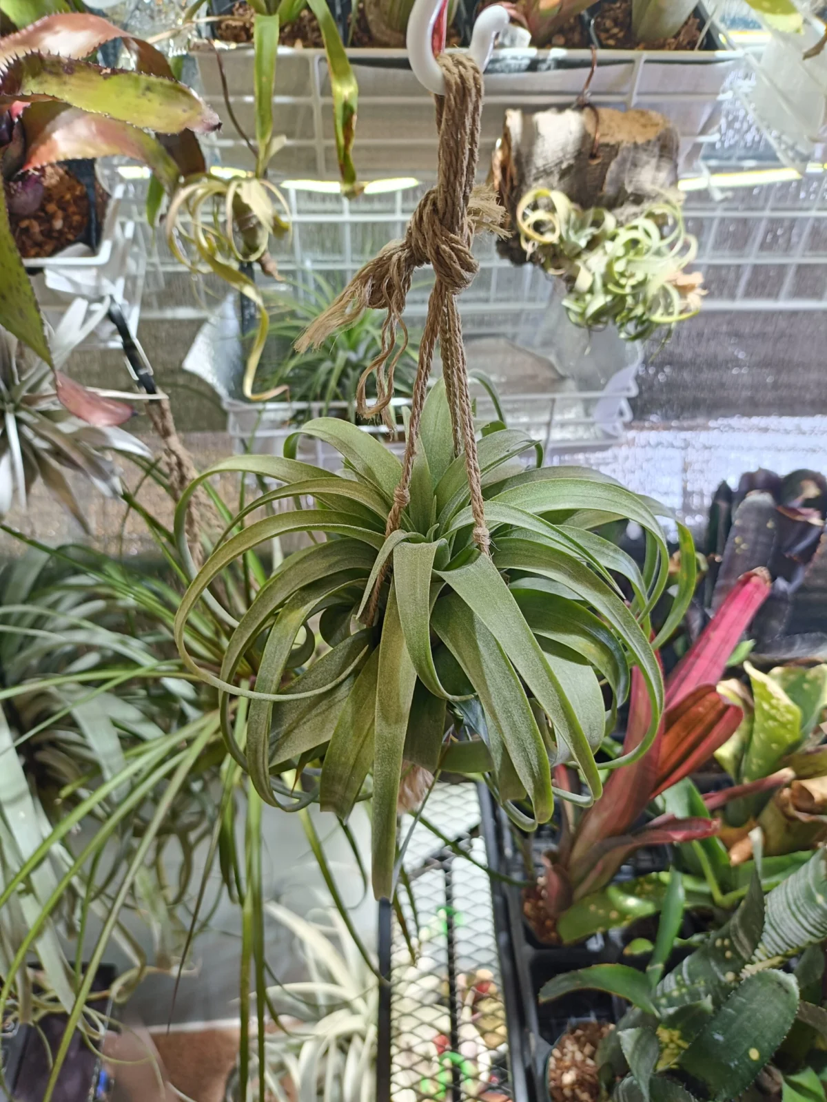 ティランジア　マッカラ