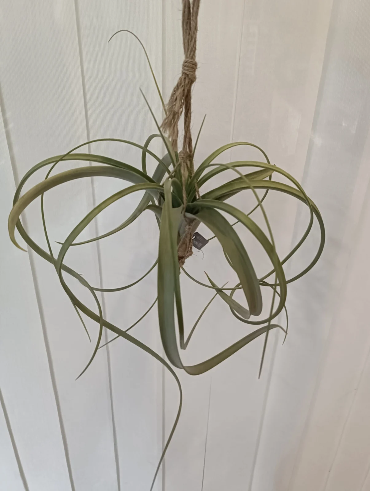 ティランジア　エクセルタ×ローランドゴッセリーニ