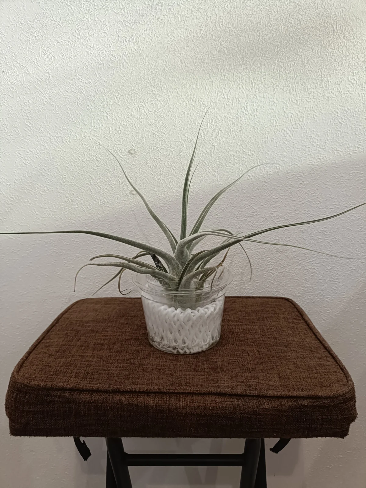 ティランジア　エーレルシアナ