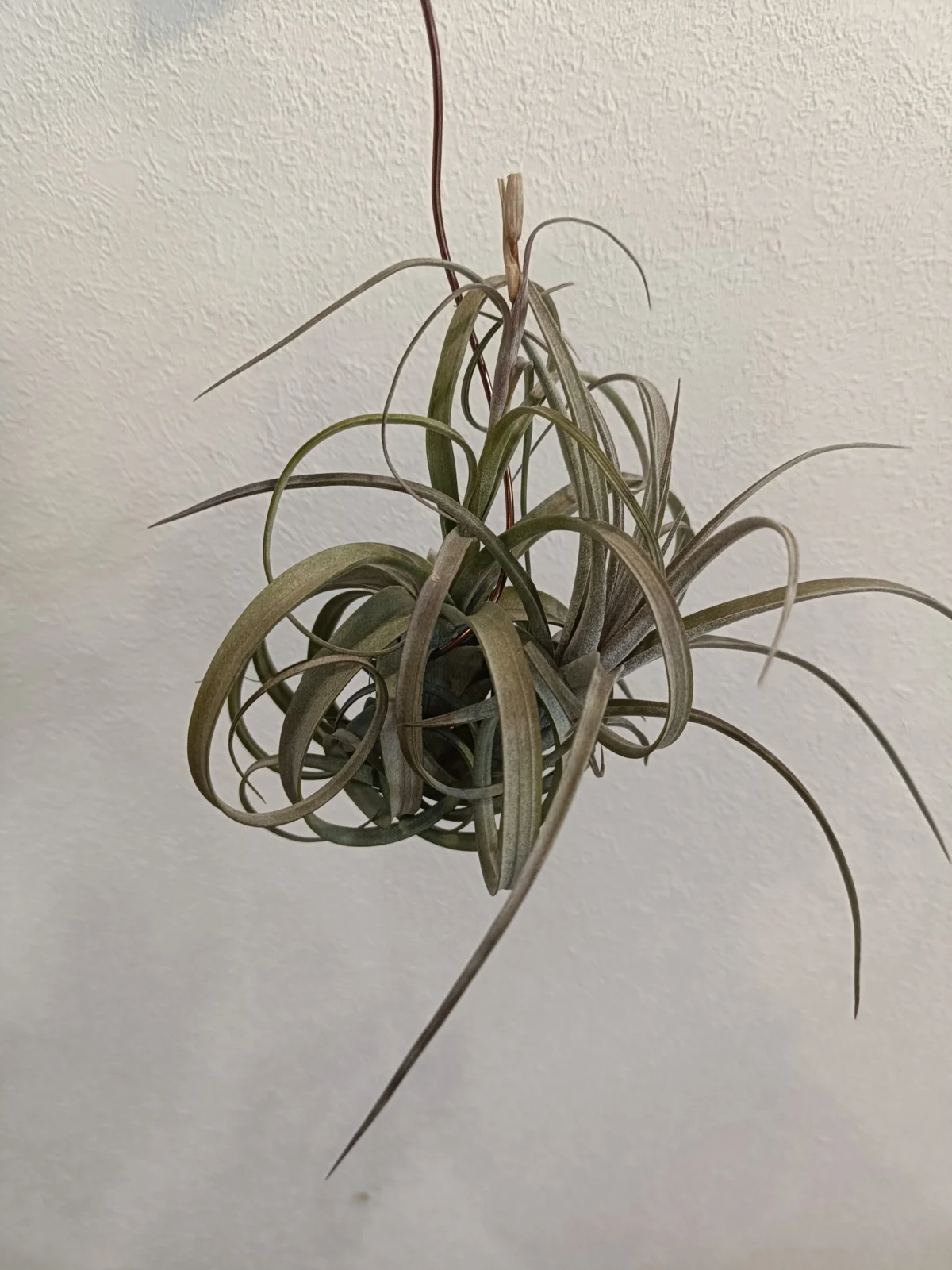 ティランジア　ハイジグーツ