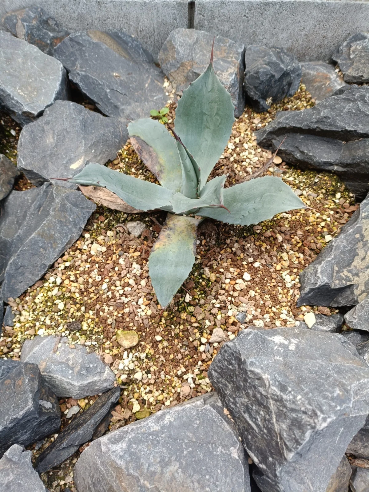アガベ　パリー　トランカータ　地植え