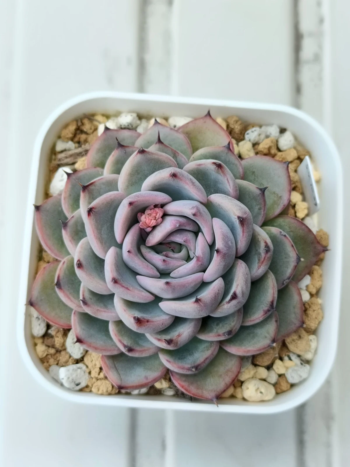 エケベリア　ブルーベリームーン　ミックスベリア